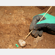 Excavación en el nivel 4  de Prado Vargas de un fósil (Tylostoma) llevado hasta la cueva por los neandertales hace 46.000 años