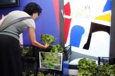 Venta producto “Huerto ecológico”